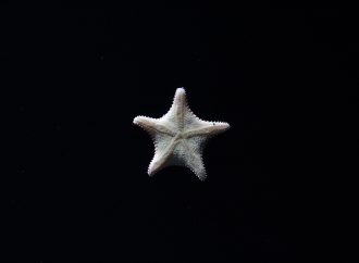 Discovering the Different Species of Star Fish