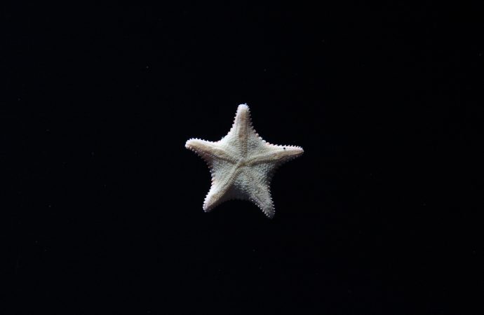 Discovering the Different Species of Star Fish