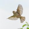 Diversity of Sparrow Species Different Types Around the World