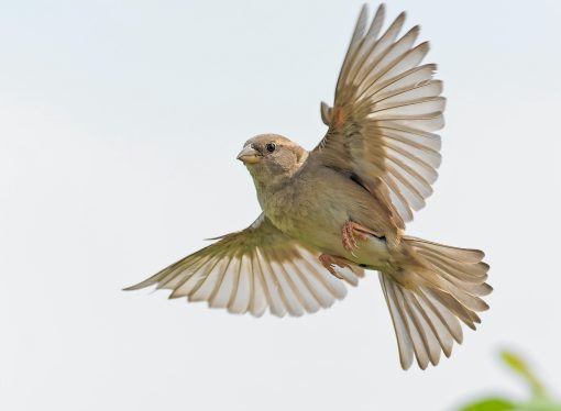 The Role of Sparrows in Literature and Culture Throughout History