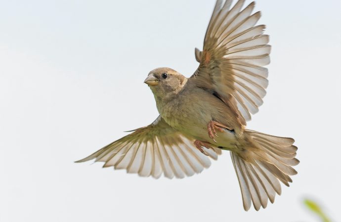 Diversity of Sparrow Species Different Types Around the World