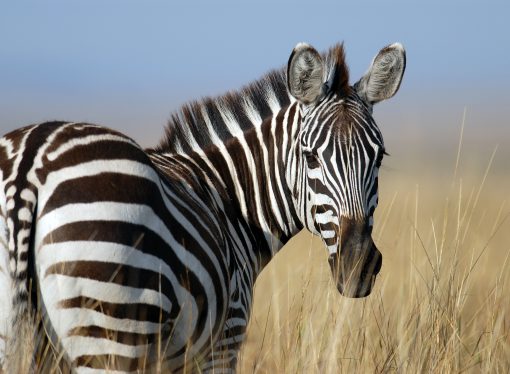 The Evolution of Zebra Conservation Efforts