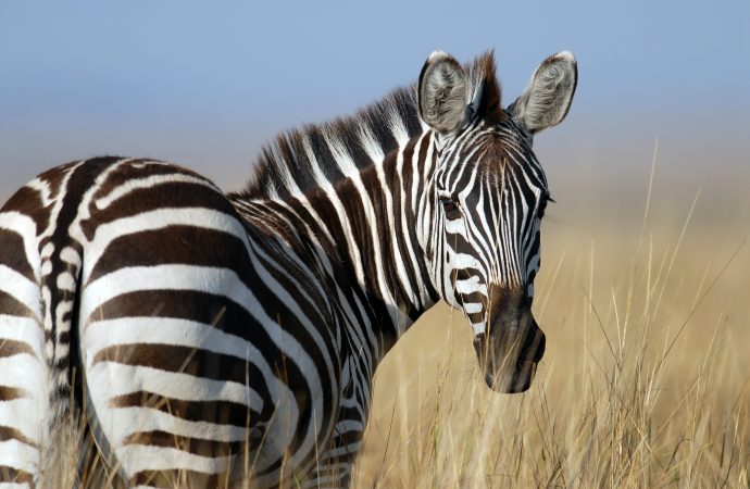 The Evolution of Zebra Conservation Efforts