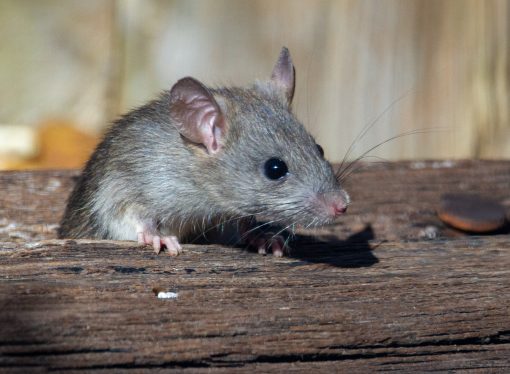 Surprising Facts About Rats You Didn’t Know