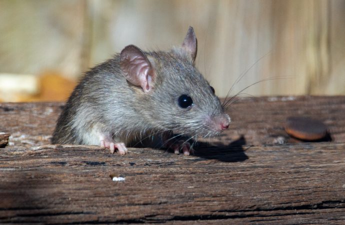 Surprising Facts About Rats You Didn’t Know