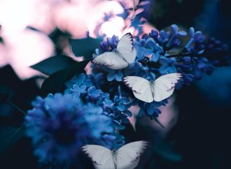 Science Behind the Stunning Colors of Butterfly Wings