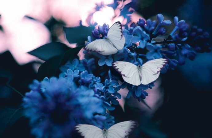 Science Behind the Stunning Colors of Butterfly Wings