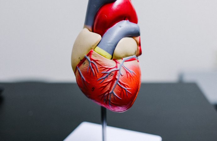 Revolutionary Treatment for Heart’s Forgotten Valve’ Unveiled