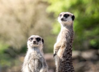 Meerkat Adaptations Surviving in Harsh Environments