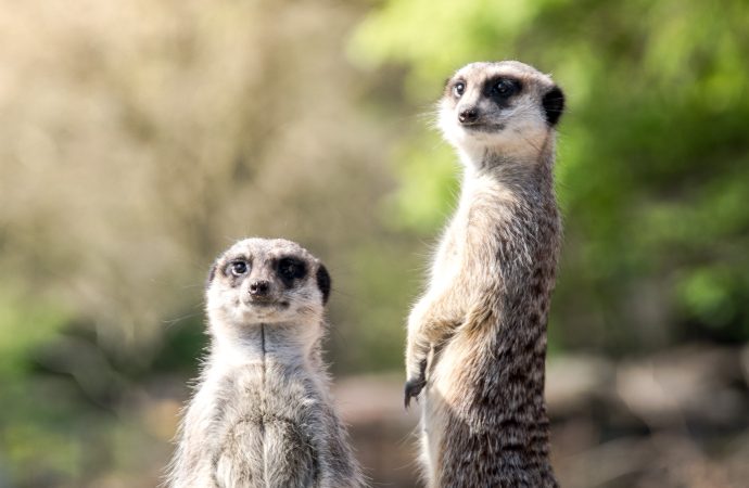 Meerkat Adaptations Surviving in Harsh Environments