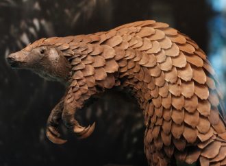 How You Can Help Protect Pangolins and Preserve Their Habitat