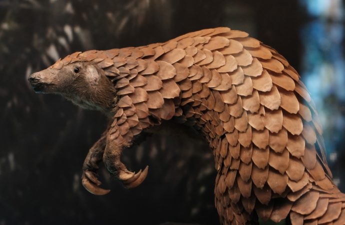 How You Can Help Protect Pangolins and Preserve Their Habitat