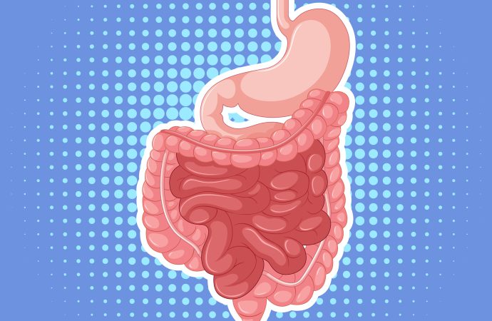 Understanding the Basics of Digestion