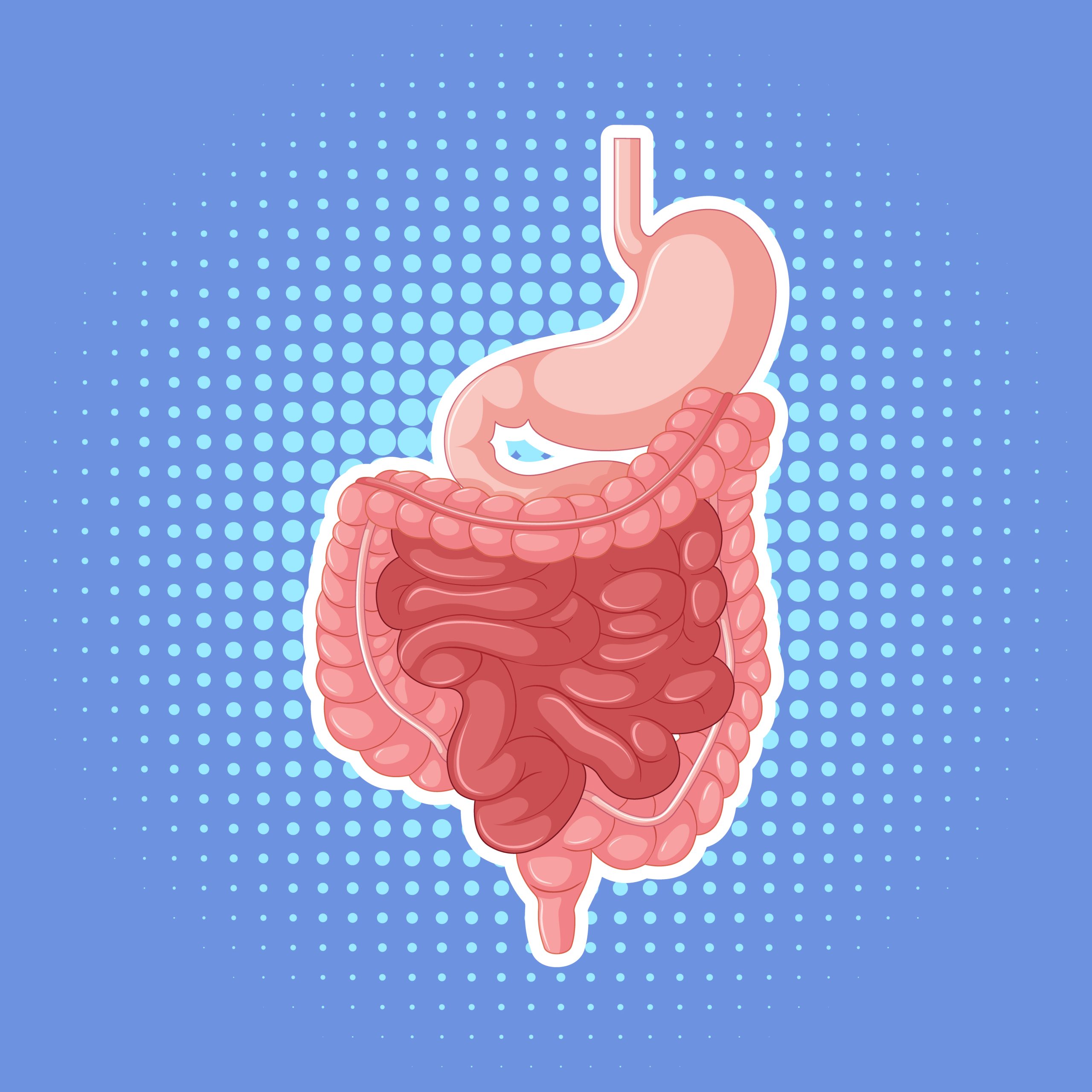 Improve Your Chicken'S Health: Understanding Digestion - vwvi0r3