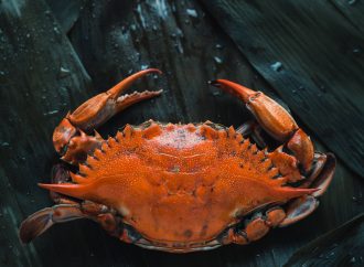 From Soft-Shell to King A Guide to Different Types of Crab