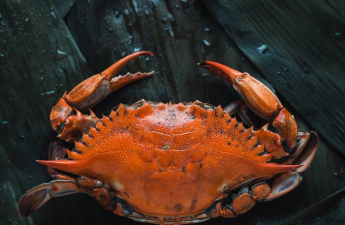 From Soft-Shell to King A Guide to Different Types of Crab