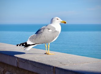 The Role of Seagulls in Our Ecosystem