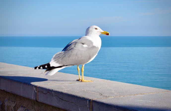 The Role of Seagulls in Our Ecosystem