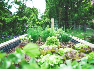 The Essential Guide to Growing Herbs: Tips for the Perfect Home Garden