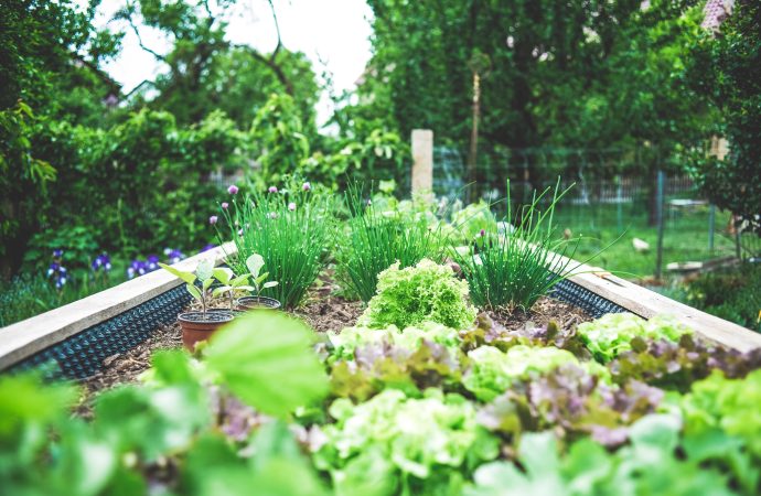 Finding Serenity in Soil: Using Garden Therapy to Combat Anxiety and Depression