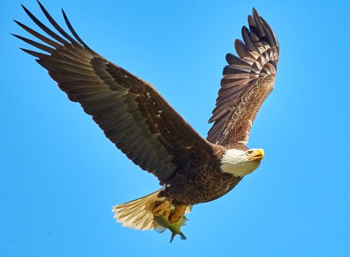 Fascinating World of Eagles