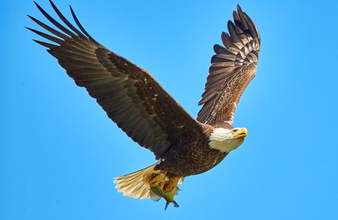 Fascinating World of Eagles