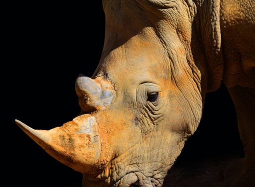 Rhinoceros Protection What Can We Do to Help?