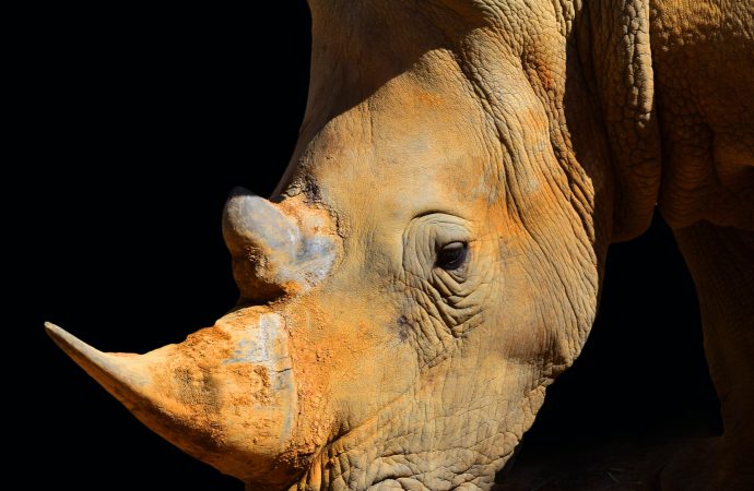 Rhinoceros Protection What Can We Do to Help?