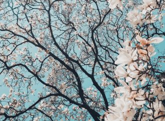 Never Miss a Bloom: How MapLab Helps You Track Cherry Blossoms Across the Globe