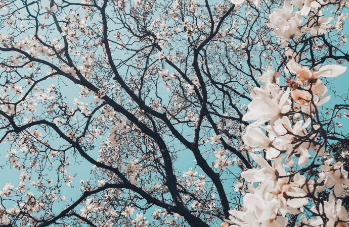 Never Miss a Bloom: How MapLab Helps You Track Cherry Blossoms Across the Globe