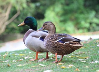 Duck Watching Best Places to Spot These Fascinating Birds in the