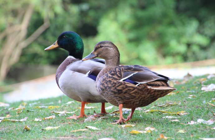 Duck Watching Best Places to Spot These Fascinating Birds in the