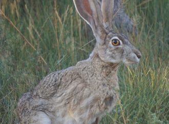 Role of Hares in Folklore and Culture Around the World