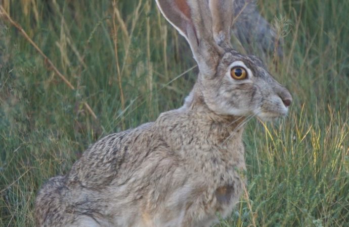 Role of Hares in Folklore and Culture Around the World