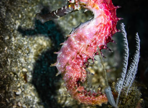 Importance of Sea Horses in Marine Ecosystems