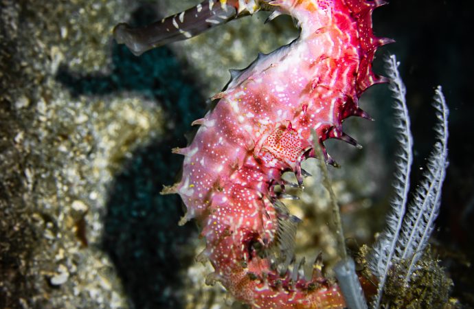 Importance of Sea Horses in Marine Ecosystems