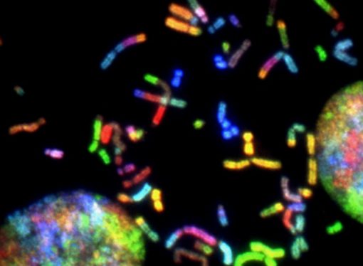 Breaking Down the Basics of Genetics: How Inherited Traits are Passed On