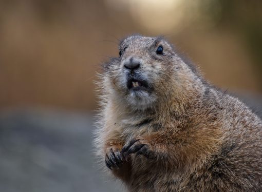 America’s Largest Rodent The Mighty Beaver