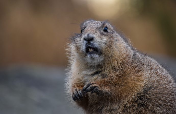 America’s Largest Rodent The Mighty Beaver