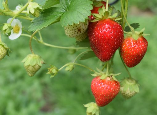 From Seedlings to Blooms: A Step-by-Step Guide to Caring for Your Flower Garden