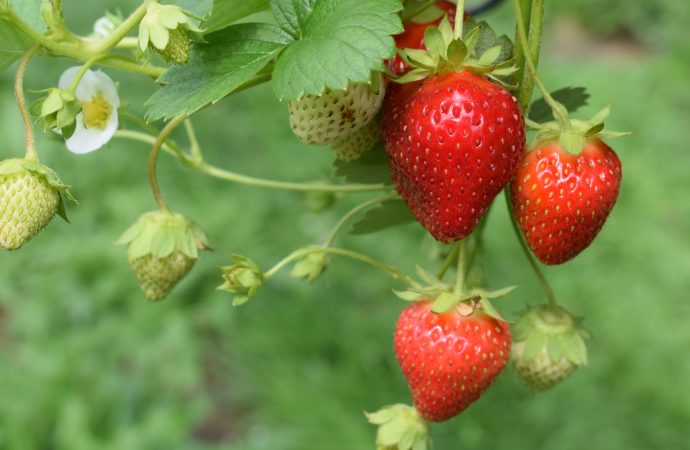 From Seedlings to Blooms: A Step-by-Step Guide to Caring for Your Flower Garden