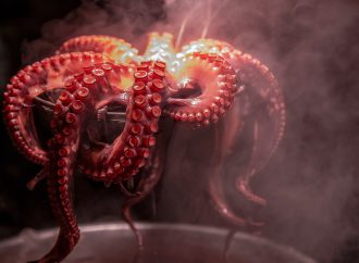 Amazing Intelligence of Octopuses