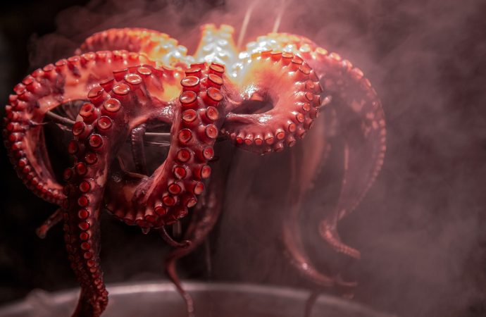 Amazing Intelligence of Octopuses