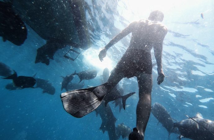 Wildlife encounters: Swimming with sharks, whale watching, and more.