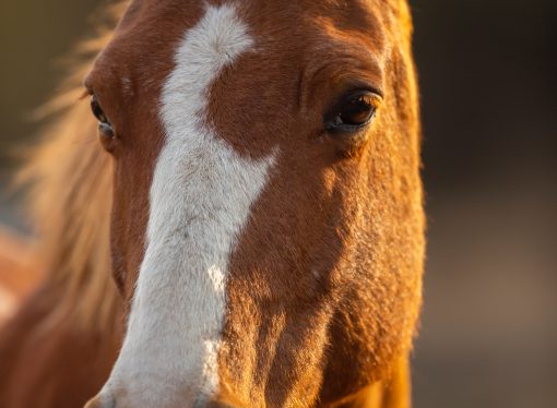 Benefits of Horseback Riding