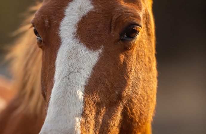 Benefits of Horseback Riding