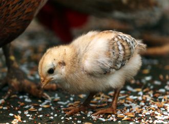 From Hatchling to Hen A Timeline of a Chicken’s Life Cycle