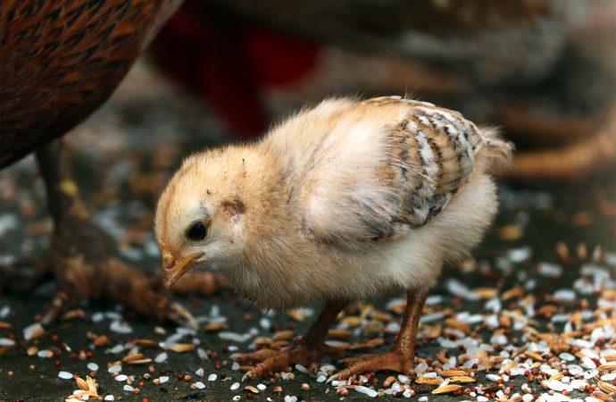 From Hatchling to Hen A Timeline of a Chicken’s Life Cycle