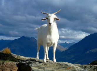 Significance of Goats in Agriculture