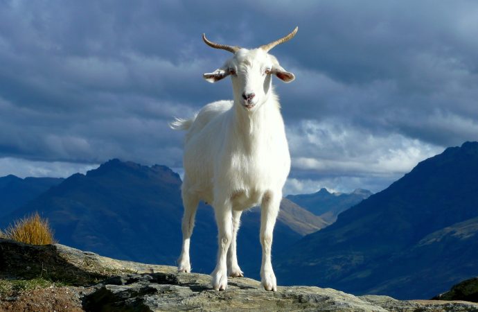 Significance of Goats in Agriculture